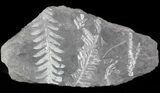 Fossil Seed Fern Plate - Pennsylvania #48010-1